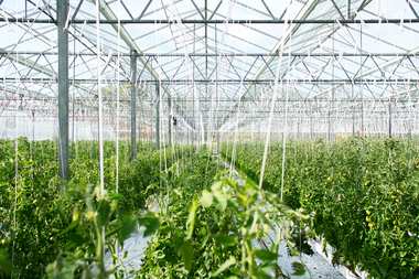Rows of tomato plants inside a greenhouse